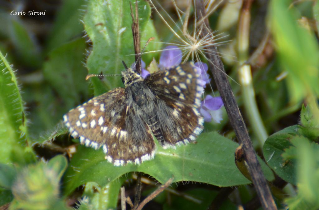 farfalla - Pyrgus malvoides